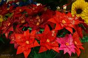 dsc06466