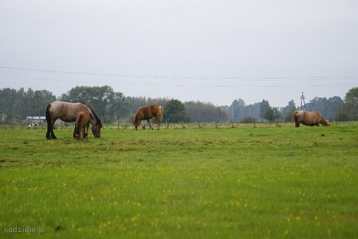 dsc09638.jpg