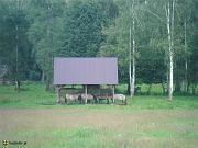 sam_2137
