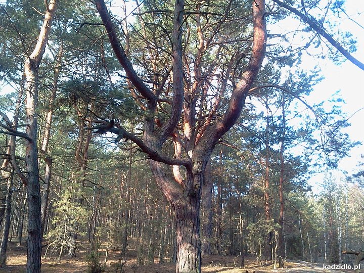 image00004.jpg