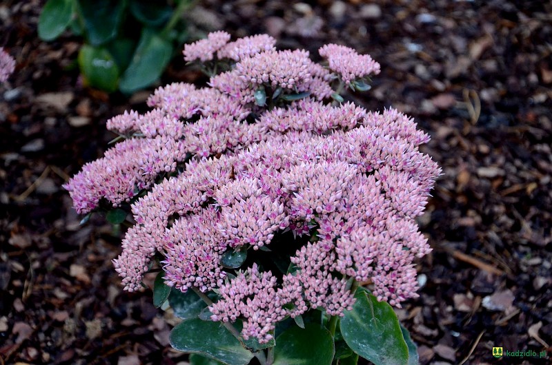 dsc_8662.jpg